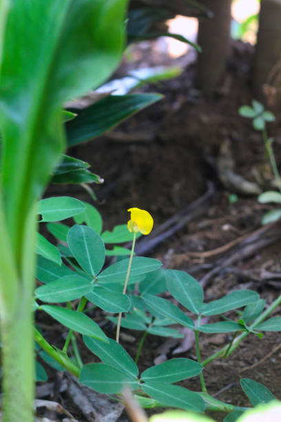 background of small yellow flowers