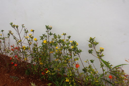 flower decorations growing near the wall