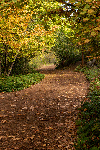 Fall foliage at Lithia Park, Ashland, Oregon, USA, in the Autumn, featuring yellow along a path in the woods