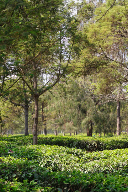istock background of trees and tea plantations 2129017279