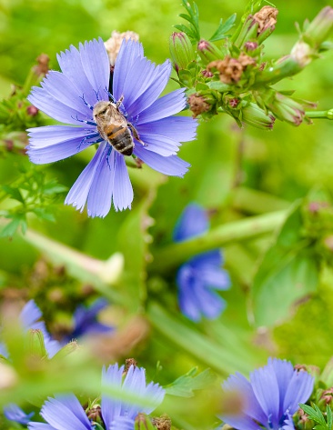 High angle extreme closeup photo of green leaves, stems and bright blue flowers, one with a bee in the centre, on a Chicory plant growing in an organic garden in Autumn. Soft focus background.