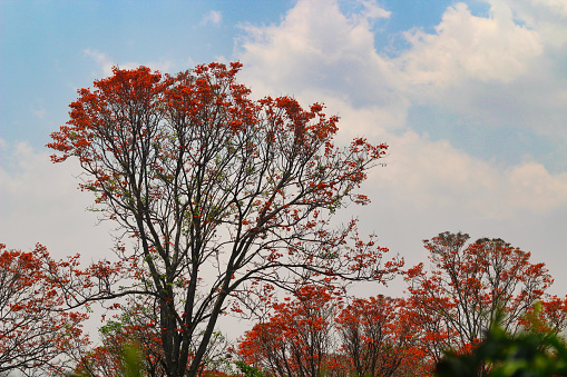 Flamboyant or Semarak Api tree or royal poinciana tree