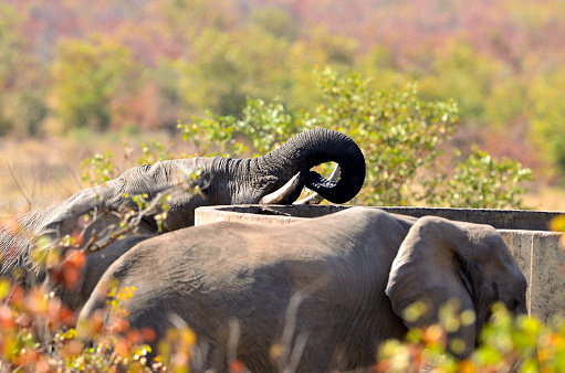 Happy Elephants eating from a Bush at Addo Elephant National Park in South Africa.