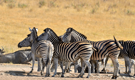 Zebras at waterhole, Kruger National Park.