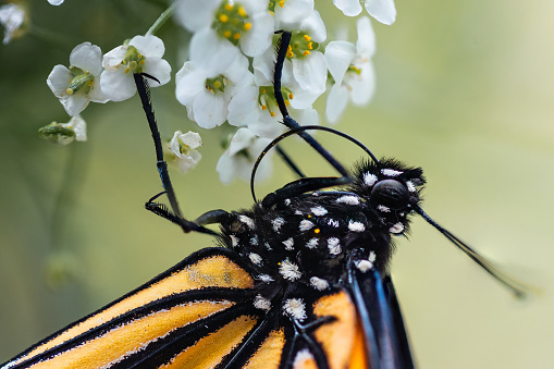 A colorful Monarch Butterfly feeding from little white Alyssum flowers. Its uncoiled proboscis searching for nectar to feed on. The distinctive coloration warns potential predators that monarchs are toxic due to the milkweed plants they consume as caterpillars, which contain toxic compounds called cardenolides.