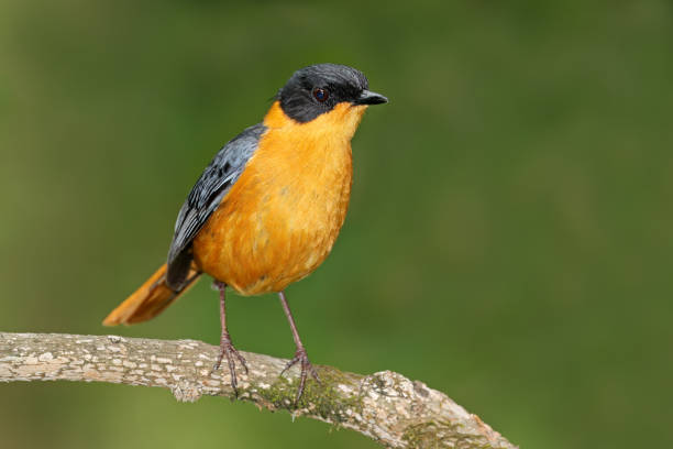 A colorful chorister robin-chat (Cossypha dichroa) perched on a branch, South Africa