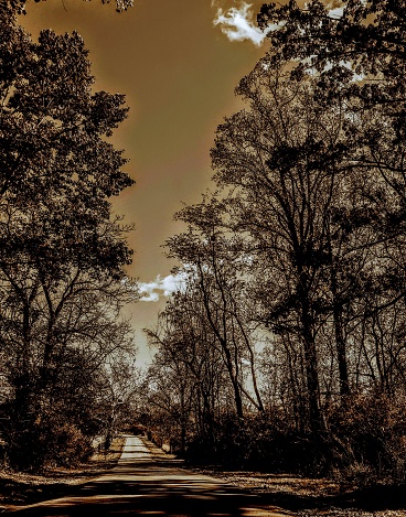 Sepia-toned scene with trees flanking the long shadowy road