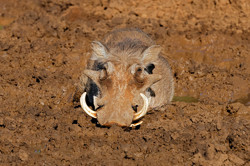 A warthog (Phacochoerus africanus) in a muddy waterhole, Mokala National Park, South Africa