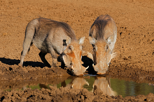 Two warthogs (Phacochoerus africanus) drinking at a muddy waterhole, Mokala National Park, South Africa