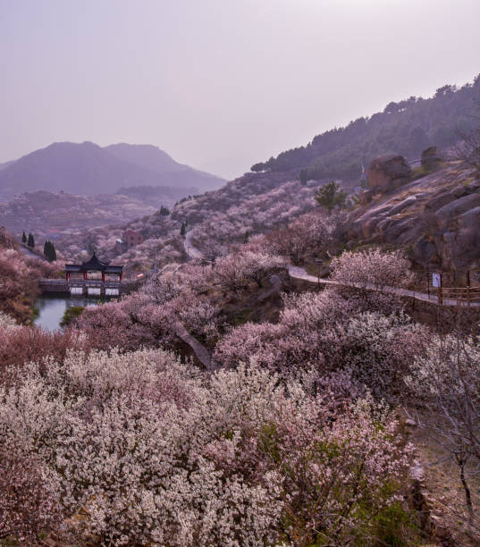 Qingdao Laoshan Dalao Cherry Valley