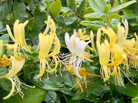 Horizontal extreme closeup photo of bright yellow and white Honeysuckle flowers and green leaves with raindrops growing on a vine in an organic garden in Autumn.