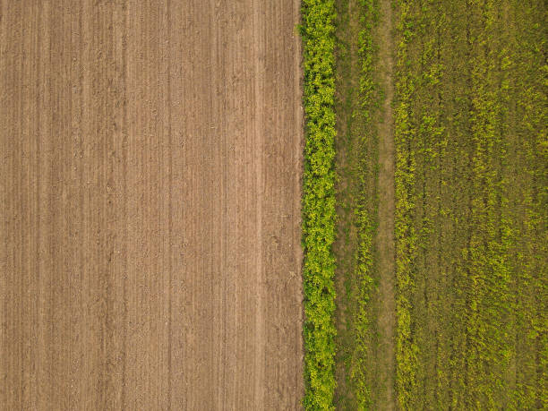 istock Agriculture field with soil and rapeseed plants 2129156886