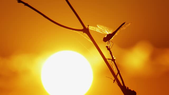 Silhouette of a dragonfly backlit by sunlight and sunset background