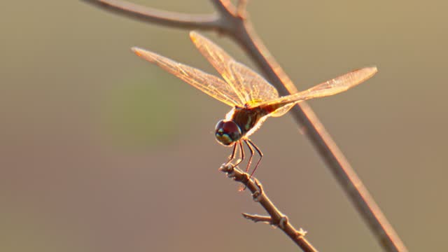 Silhouette of a dragonfly backlit by sunlight as perched on a branch