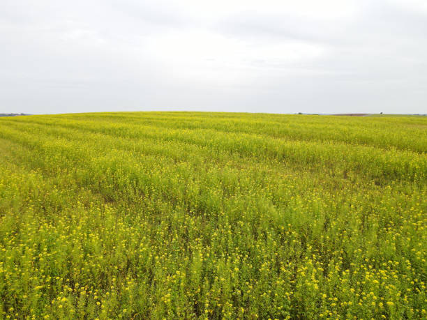 istock Farmland with rapeseed in autumn 2129164602