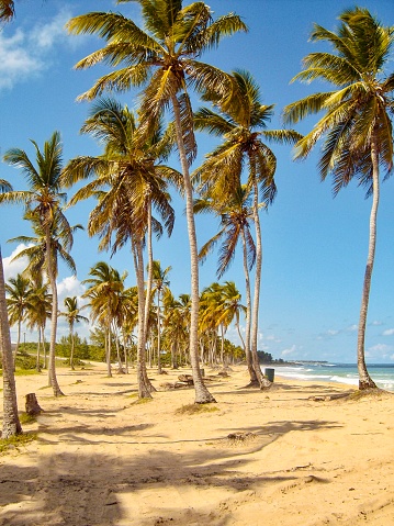 Dominican Republic private beach palm grove