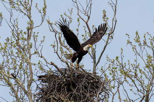 White Rock Lake Eagle Launches From Nest Stock Photo - Download Image ...