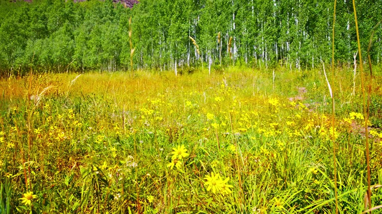 Tree, summer, meadow