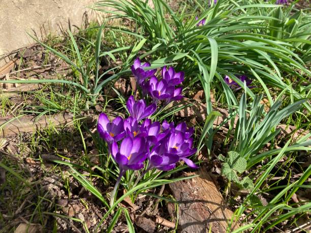 istock Flowers grew in spring on a summer cottage 2129207790