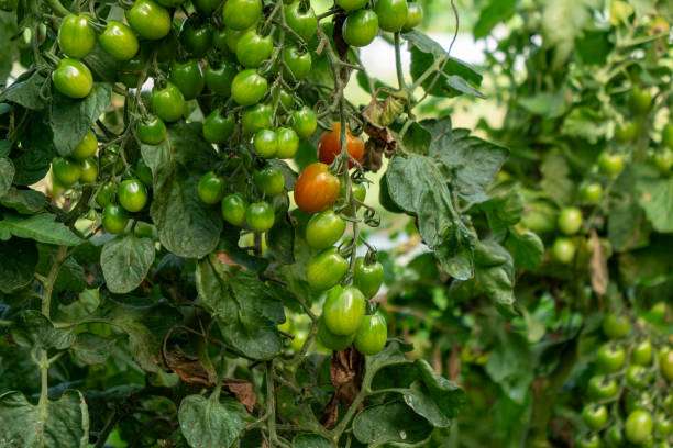 istock Tomato plants in greenhouse. 2129222767