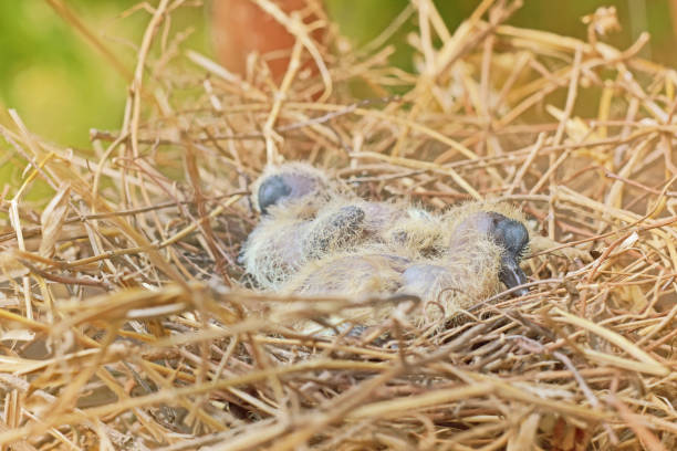 Zebra Dove chicks harassing their mother for food at Mui Ne in Bình Thuận Province, Vietnam