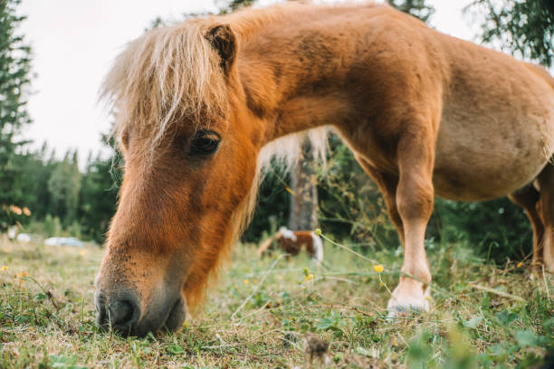 istock Red pony eats grass in a pasture.Pony farm in Lungau, Austria. Pony grazing in the paddock close-up.Little cute red horses. Farm animals. 2129242123