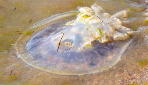 istock Medusa lies on the seashore 2129246315