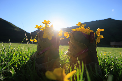 Hiking boots with yellow wild flowers in grass