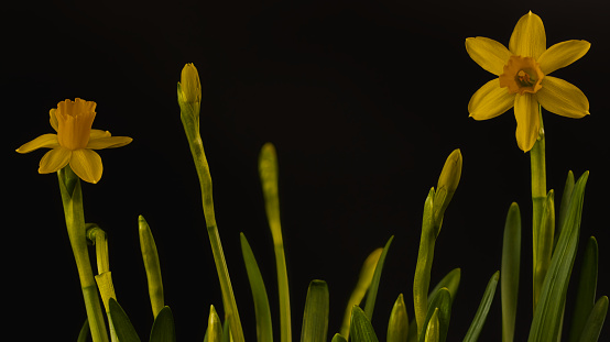 View of a yellow crocus flowers in garden.