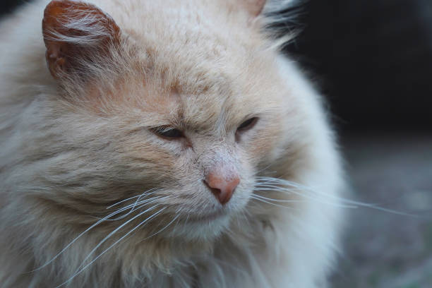 istock Portrait of gray fluffy cat close-up 2129302497