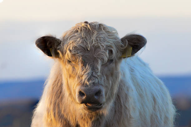 ritratto del vitello di galloway nei colori arancioni del tramonto - young animal agriculture galloway highland cattle foto e immagini stock