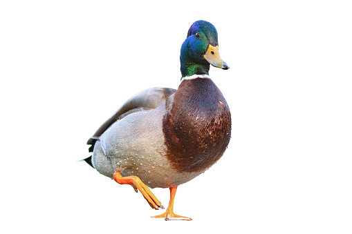 mallard duck isolated over white background, ready for your design