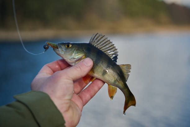 Perch lies on snow. Winter Ice fishing