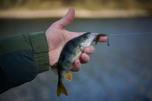 Perch caught on silicone bait.
