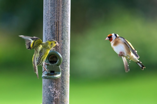 A Siskin Carduelis spinus and a Goldfinch Carduelis carduelis battling for a place on a bird feeder