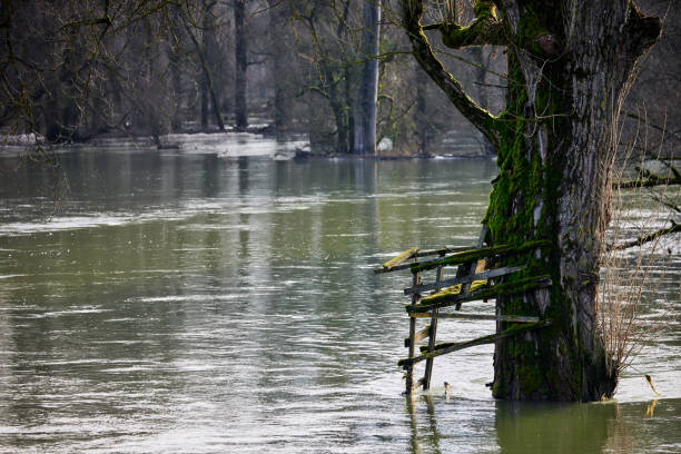 A tree emerges from floodwater on a city street