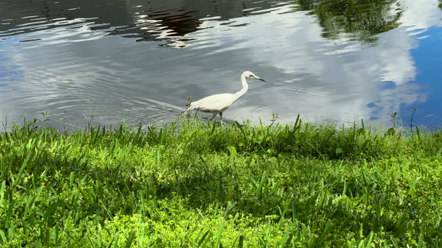 Beautiful water bird white Heron hunting by lakeside