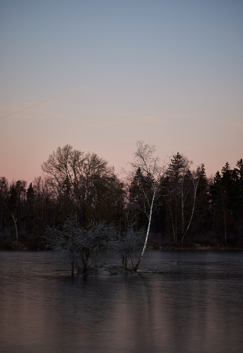 Trees in water at dusk with the moon in the background