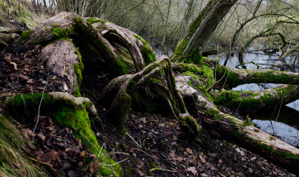 Lush mossy trees above stream in woods
