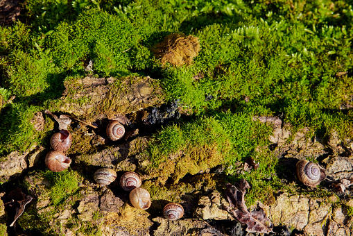 Multiple snails moving on moss-covered tree bark