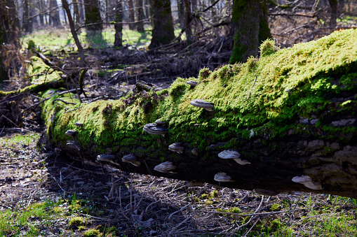 Moss and various mushrooms on tree trunk in diverse forest