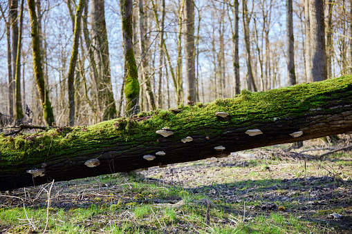 Logs covered in moss and grass in a lush forest setting