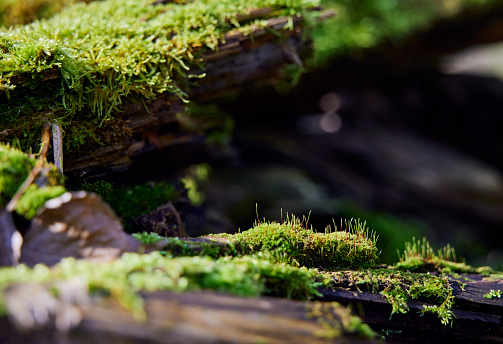 Fresh green moss covering logs in a forest setting