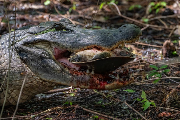 istock Alligator eating a soft-shelled turtle 2129329870