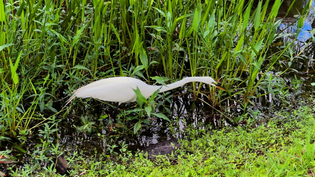 Beautiful water bird white Heron hunting by lakeside
