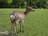 a small deer in a field next to a wooded area