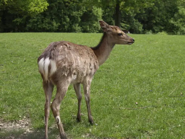 Photo of a small deer in a field next to a wooded area