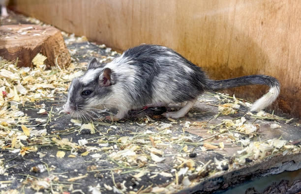 istock Portrait of a hamster on a farm 2129333546