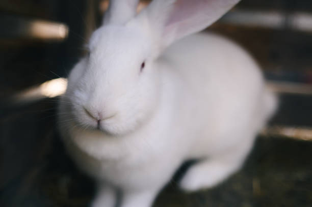 A white rabbit with open ears in a cage