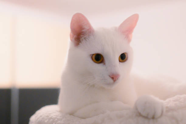 White cat peeking out from ledge
